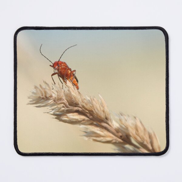 Item preview, Common Red Soldier Beetle designed and sold by Calidris Fotografie Steffi & Ben Köppler.