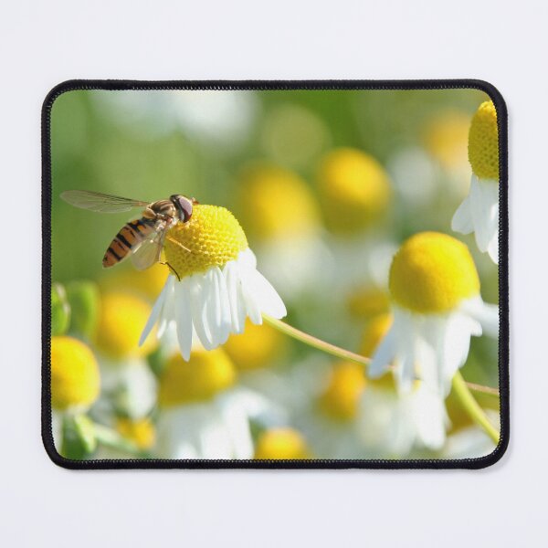 Item preview, Hoverfly on camomile designed and sold by Calidris Fotografie Steffi & Ben Köppler.