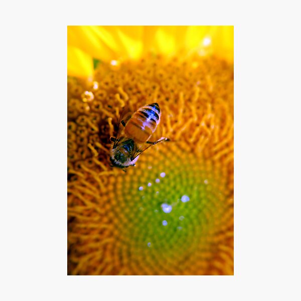 Artikelvorschau, Summer Sunflower entworfen und verkauft von Tyler  Core.