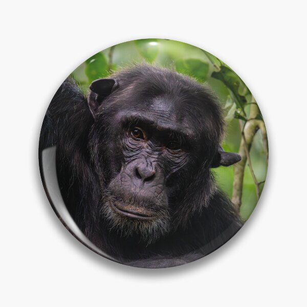 Item preview, Male Chimpanzee Portrait designed and sold by Lee Wilson.