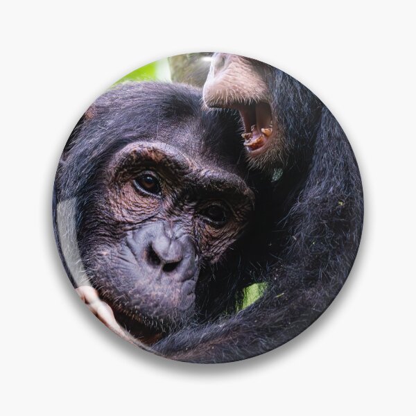 Item preview,  Chimpanzees Playing designed and sold by Lee Wilson.