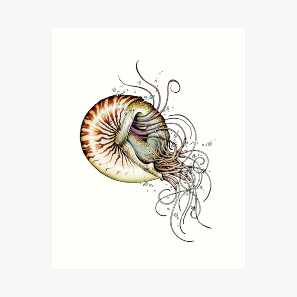 7,041 Nautilus Drawing Images, Stock Photos & Vectors | Shutterstock