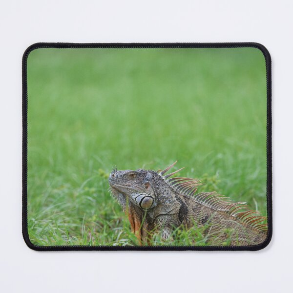 Item preview, Iguana Sunbathing in South Florida designed and sold by Lisa Liberty.