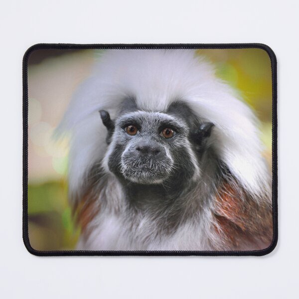 Item preview, Cotton-top Tamarin  designed and sold by Savannah Gibbs.