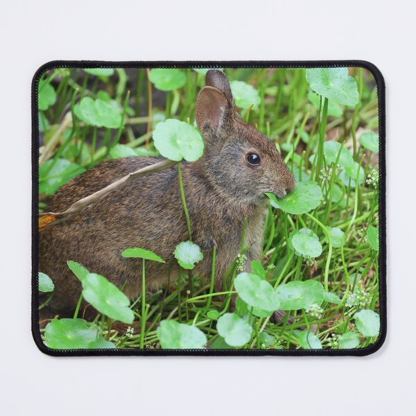 Item preview, Marsh Rabbit Having Some Lunch designed and sold by Lisa Liberty.