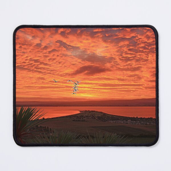 Item preview, Chanonry Point with Whooper Swans designed and sold by sandysshoots.
