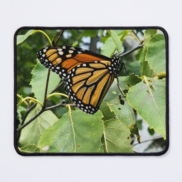 Item preview, Majestic Monarch designed and sold by OutJsWindow.
