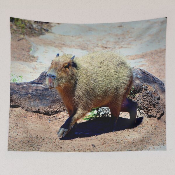 Item preview, Capybara designed and sold by Savannah Gibbs.