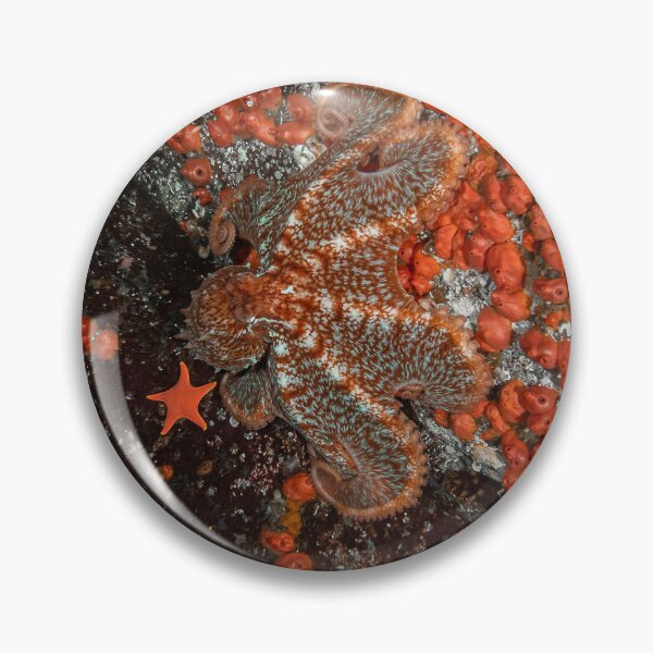 Item preview, Orange is the New Octopus designed and sold by DiveWithDrew.