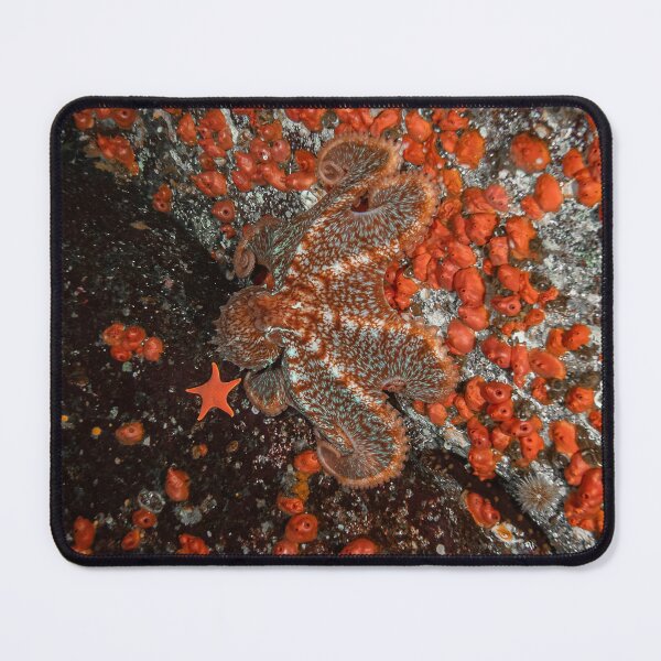 Item preview, Orange is the New Octopus designed and sold by DiveWithDrew.