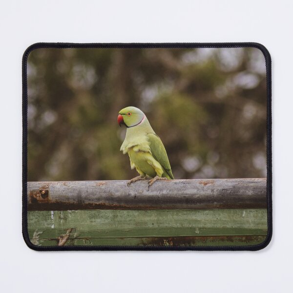 Item preview, parrot by any other name designed and sold by KAY Artists.