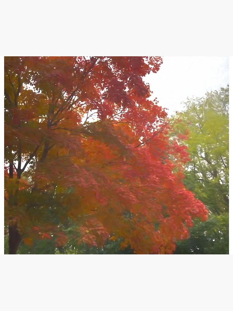 Thumbnail 6 of 6, Throw Blanket, Maple Tree In October designed and sold by bloomingvine.