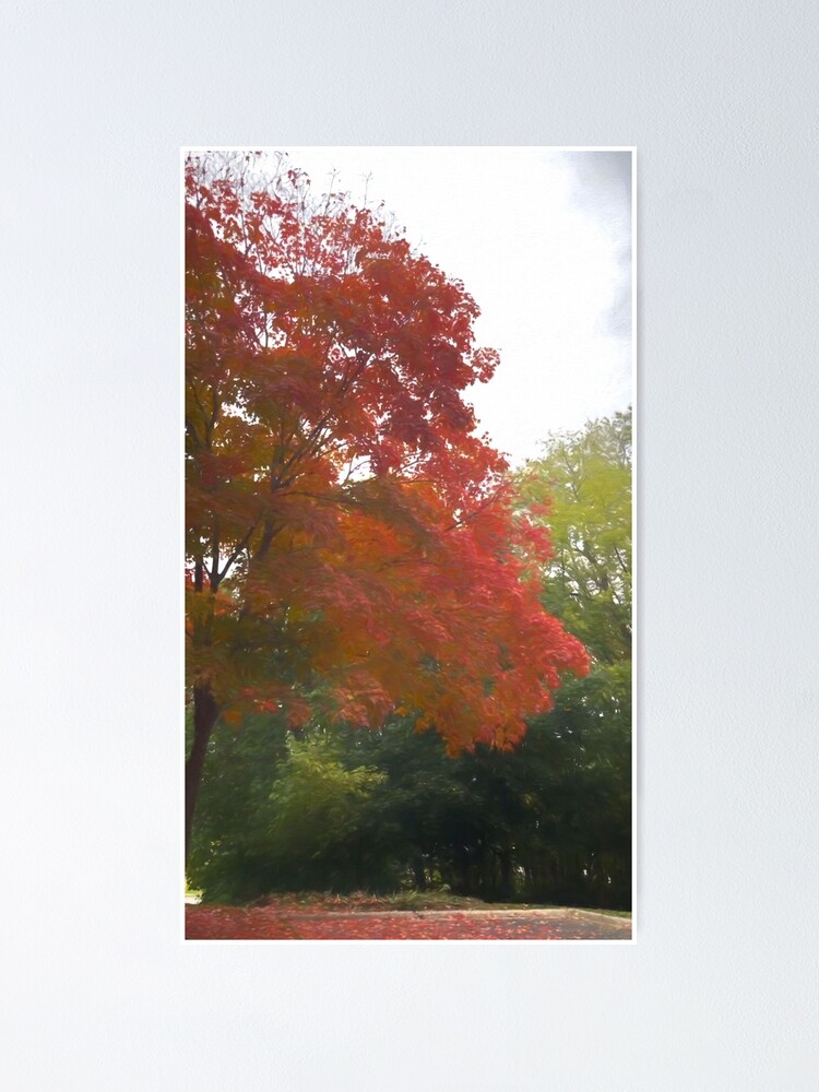 Thumbnail 1 of 3, Poster, Maple Tree In October designed and sold by bloomingvine.