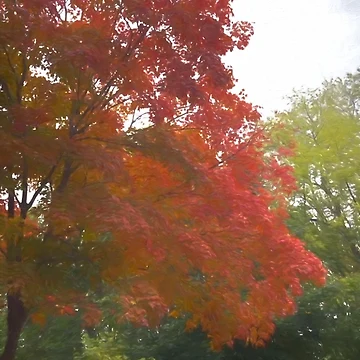Artwork thumbnail, Maple Tree In October by bloomingvine