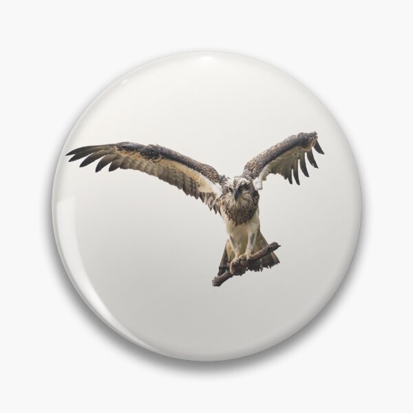 Item preview, Australian birds - Eastern osprey designed and sold by Ozjanette90.