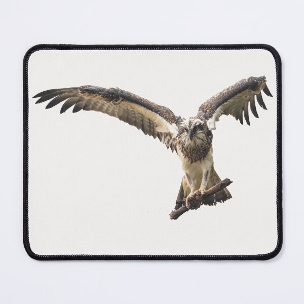 Item preview, Australian birds - Eastern osprey designed and sold by Ozjanette90.
