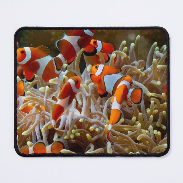 Item preview, Shoal of Anemone fish on coral reef designed and sold by TheRightHonMP.