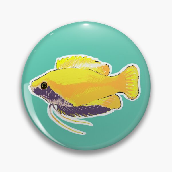Item preview, Sunset Honey Gourami (Mature Male) Trichogaster chuna designed and sold by oldgermanowl.