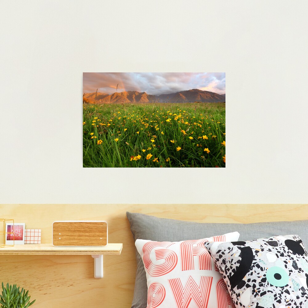 Wild Flowers, Fox Glacier Valley, South Island, New Zealand Photographic Print