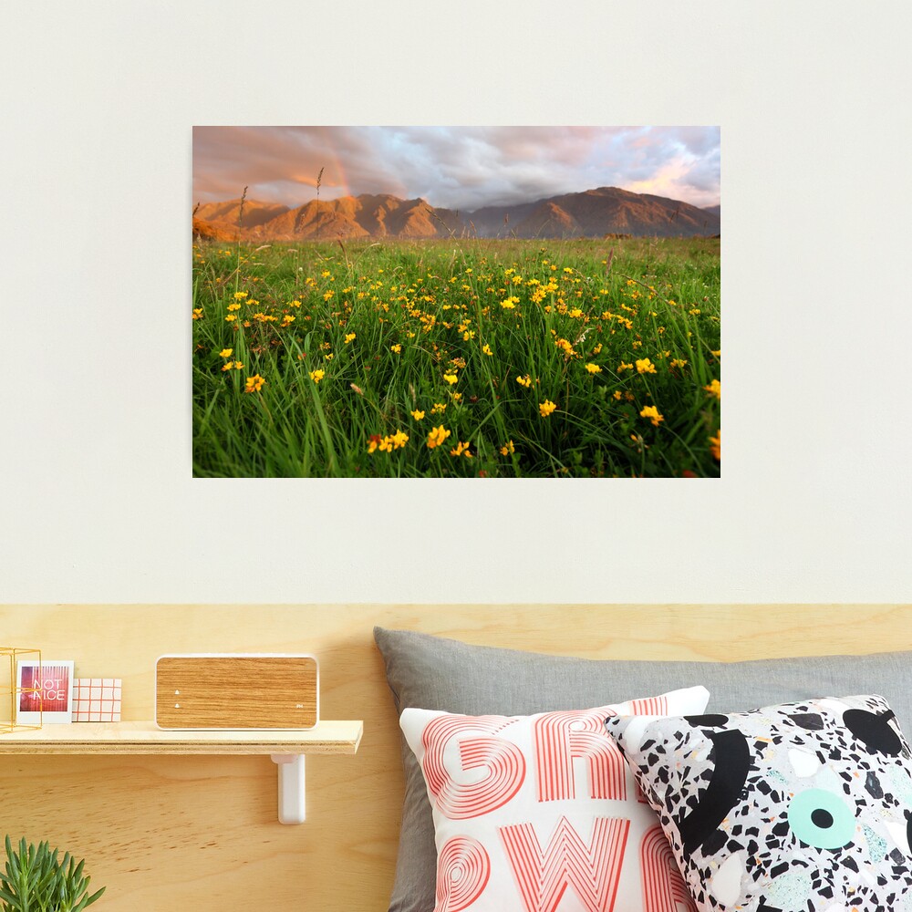 Wild Flowers, Fox Glacier Valley, South Island, New Zealand Photographic Print