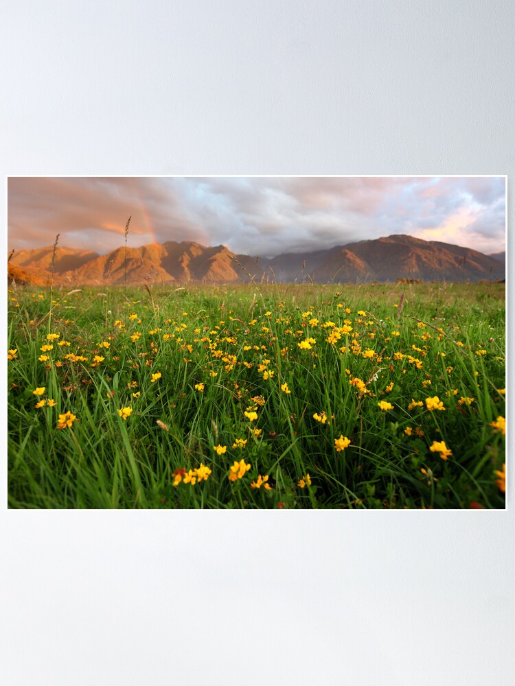 Alternate view of Wild Flowers, Fox Glacier Valley, South Island, New Zealand Poster