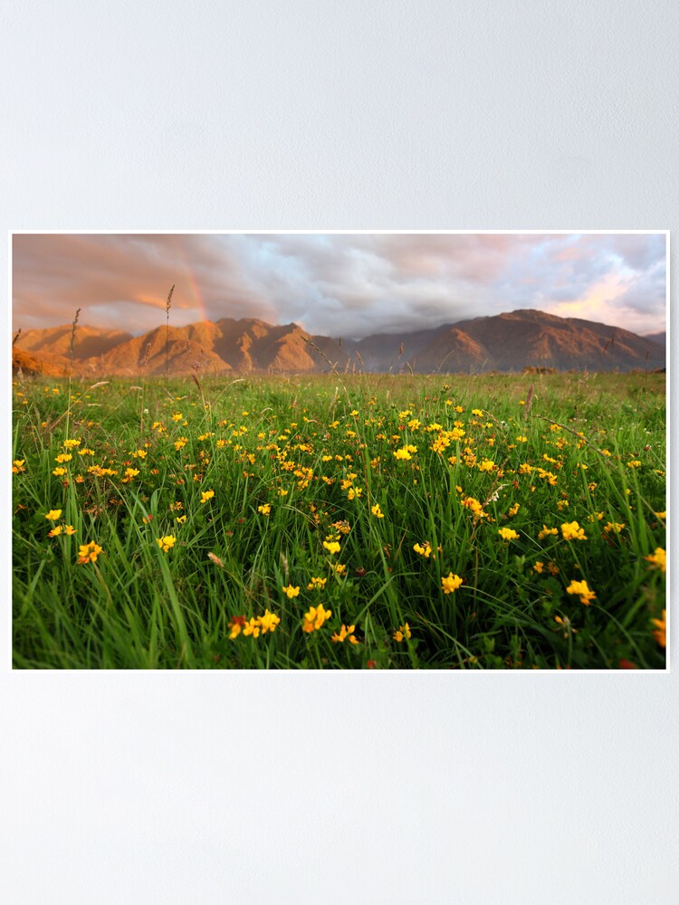 Alternate view of Wild Flowers, Fox Glacier Valley, South Island, New Zealand Poster