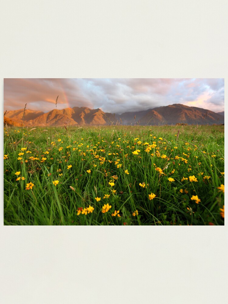 Alternate view of Wild Flowers, Fox Glacier Valley, South Island, New Zealand Photographic Print