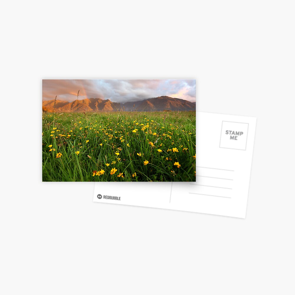 Wild Flowers, Fox Glacier Valley, South Island, New Zealand Postcard