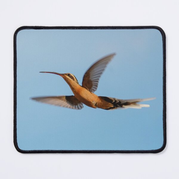 Item preview, Planalto Hermit Hummingbird  designed and sold by anafrancisconi.