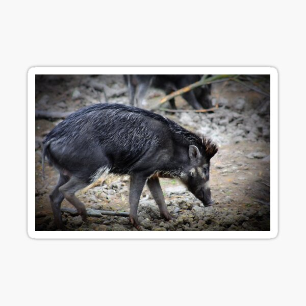 Javan warty pig Sticker
