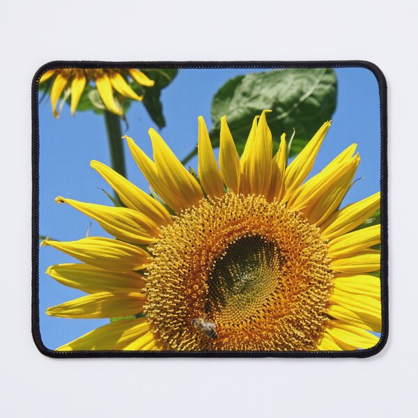 Item preview, Sunflowers designed and sold by Calidris Fotografie Steffi & Ben Köppler.
