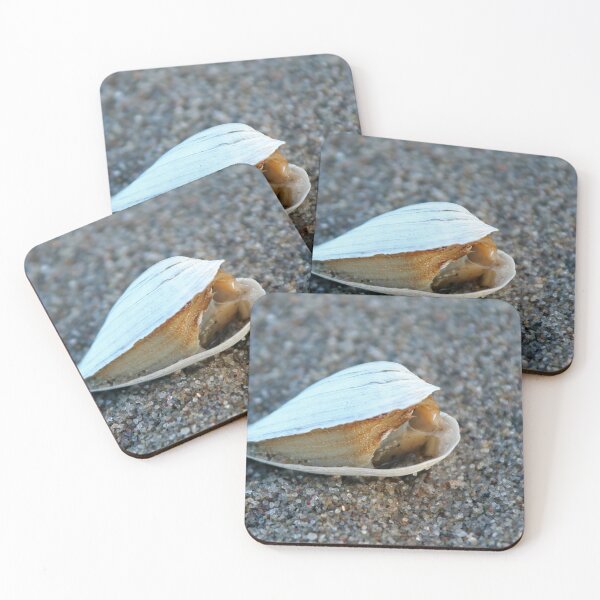 Item preview, Seashell designed and sold by Calidris Fotografie Steffi & Ben Köppler.