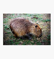 Capybara Photographic Print