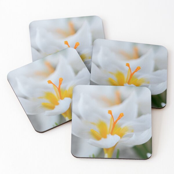 Item preview, Crocus sieberi  'Bowles's White'   designed and sold by Chris Burrows.