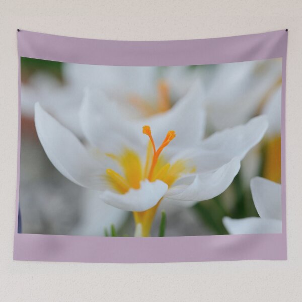 Item preview, Crocus sieberi  'Bowles's White'   designed and sold by Chris Burrows.