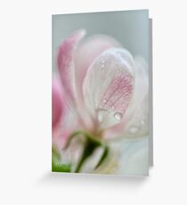 An Apple Blossom that Fades into Art Greeting Card