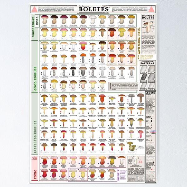 Item preview, Chart of all European boletes species (English) designed and sold by Bolets-Europe.