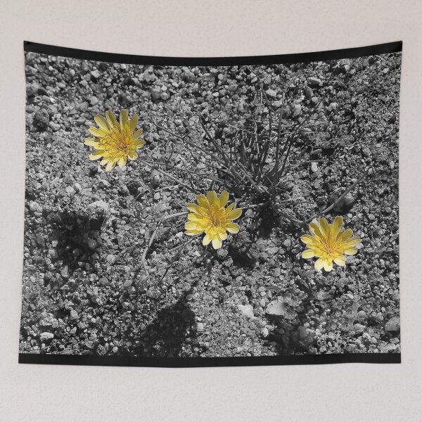 Item preview, Desert Daisies designed and sold by heatherfriedman.
