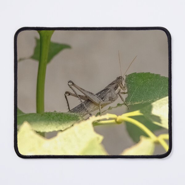 Item preview, Grasshopper Enjoying a Leaf Lunch designed and sold by CarolM.