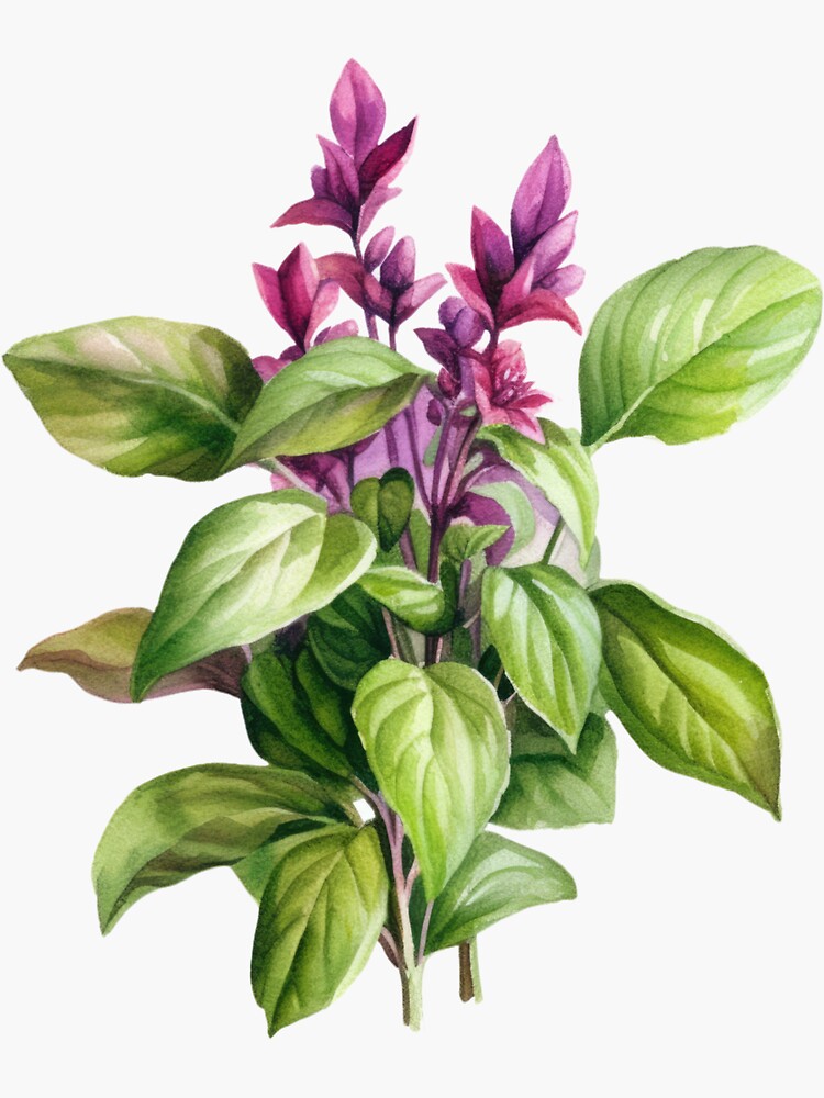 Holy basil