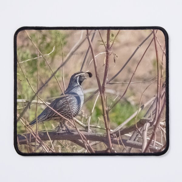 Item preview, California Quail designed and sold by CarolM.