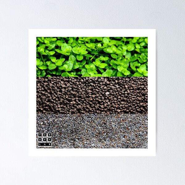 AQUARIUM PLANT HEMIANTHUS CALLITRICHOIDES GRAVEL AQUASCAPE Poster