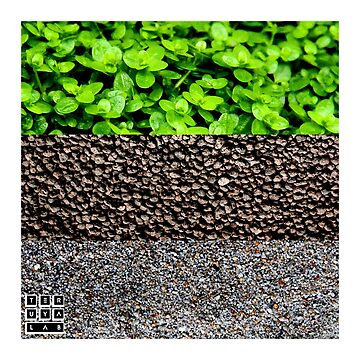 Artwork thumbnail, AQUARIUM PLANT HEMIANTHUS CALLITRICHOIDES GRAVEL AQUASCAPE by teruyalab