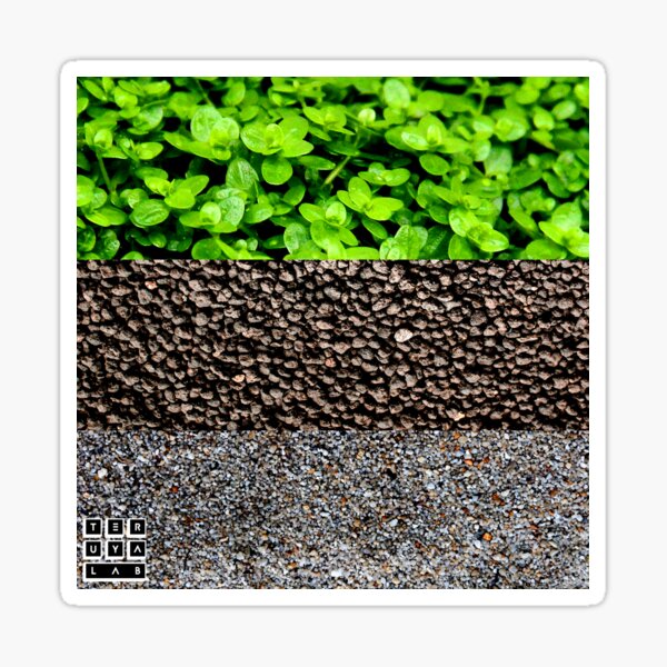 AQUARIUM PLANT HEMIANTHUS CALLITRICHOIDES GRAVEL AQUASCAPE Sticker