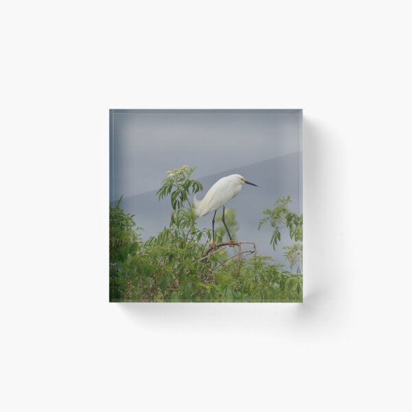 Item preview, Florida wilderness designed and sold by Margaret Shark.