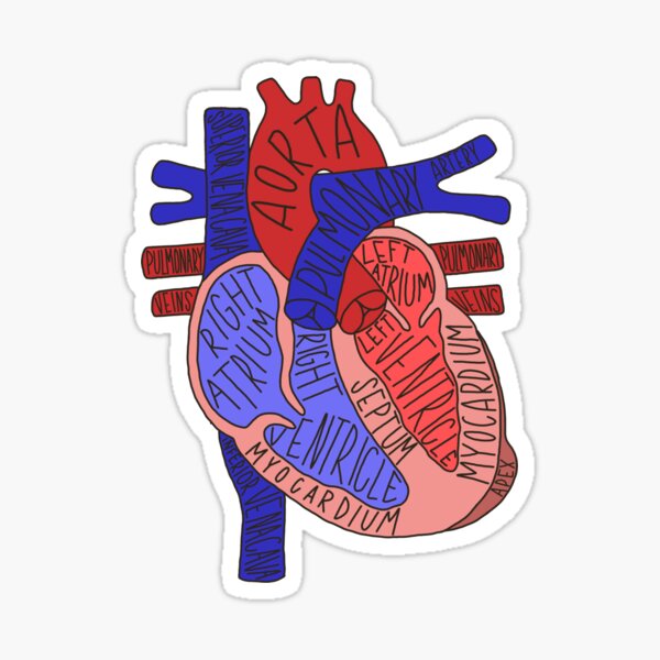 Anatomy And Physiology Stickers for Sale, Free US Shipping