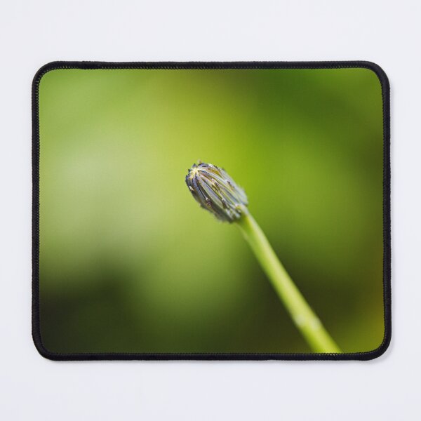Item preview, Daisy Bud On Green designed and sold by Joy Watson - Natural Light Photography .
