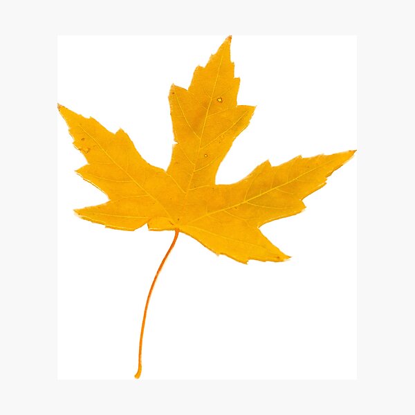 Item preview, Yellow Fall Leaf Photography designed and sold by Victoria Rose.