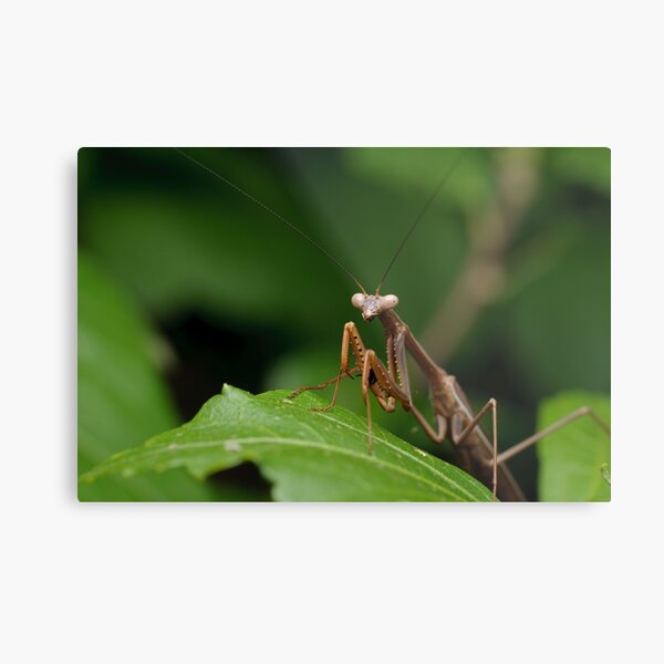 False Garden Mantis Metal Print