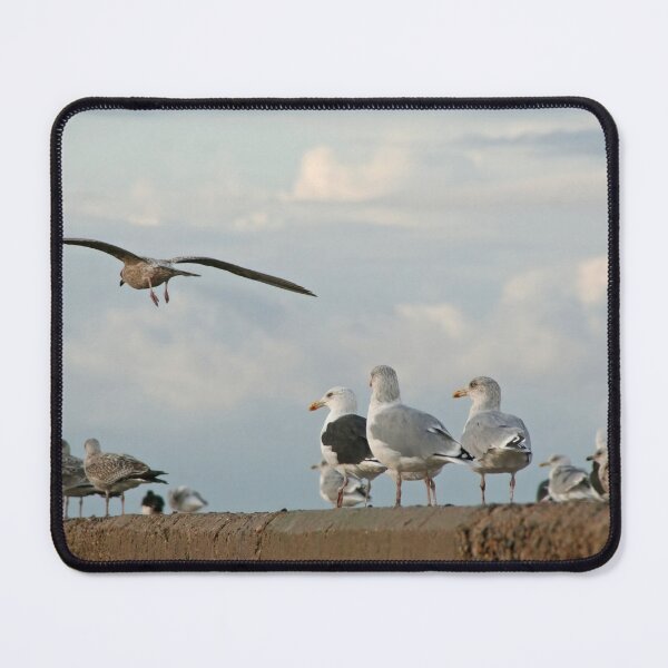 Item preview, Gulls designed and sold by Calidris Fotografie Steffi & Ben Köppler.